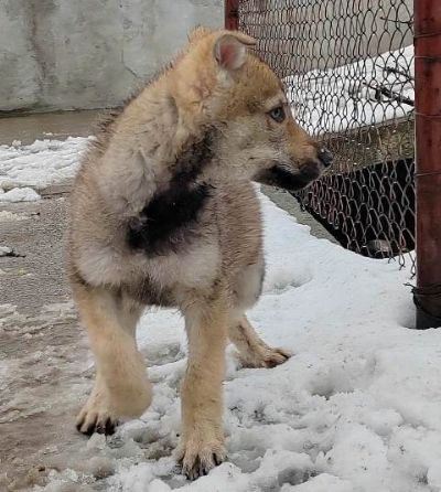 ehoslovaki vuji pas tenci